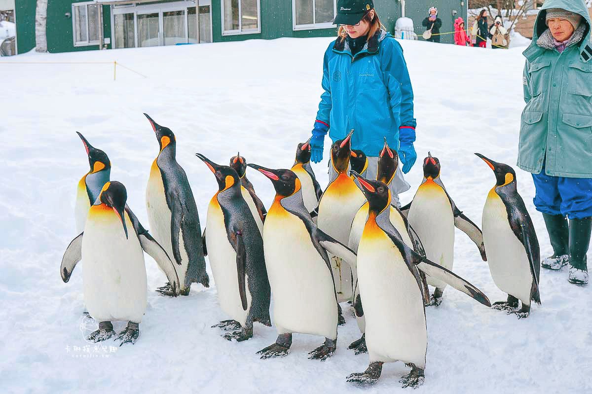 旭山動物園｜北海道親子景點，企鵝散步.北極熊水豚近距離觀賞- 卡琳。摸魚兒趣